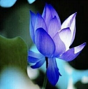 植物P图:蓝色碗莲