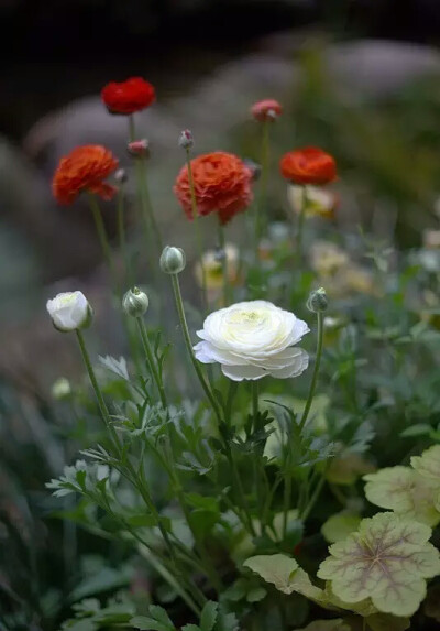 花毛茛