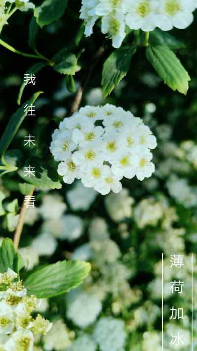 盛开的季节