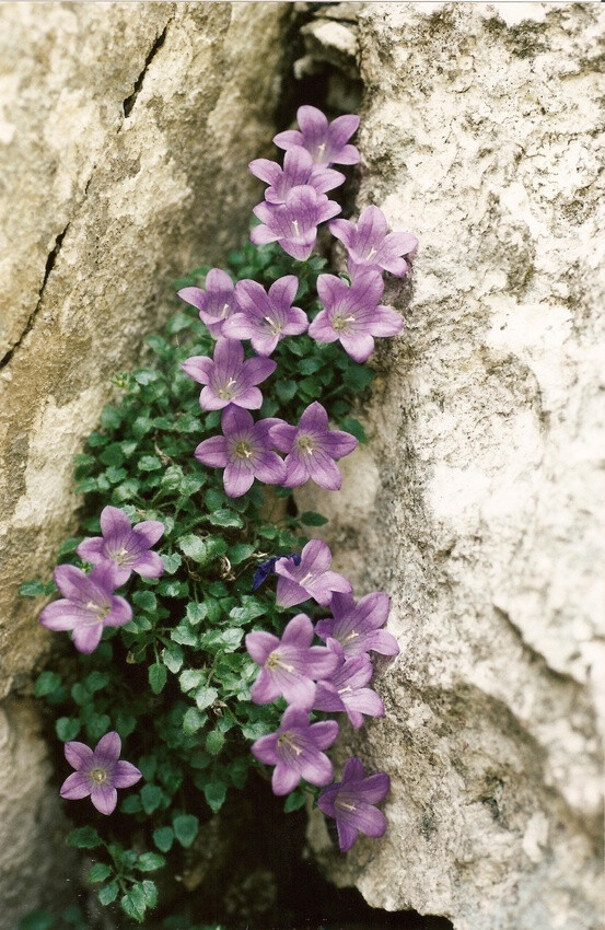 花 摄影 植物 静物