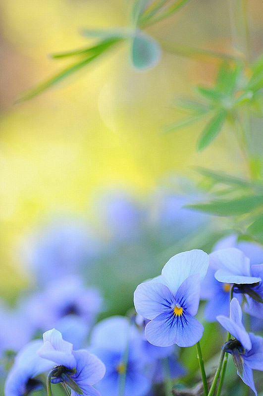 花 摄影 植物 静物