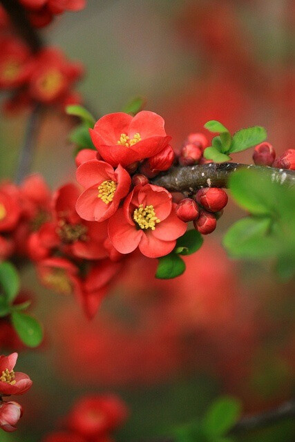 花 摄影 植物 静物