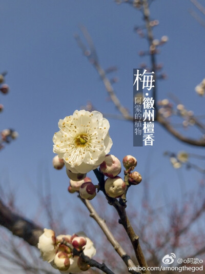 徽州檀香是典型的玉蝶梅，他的花萼颜色较淡