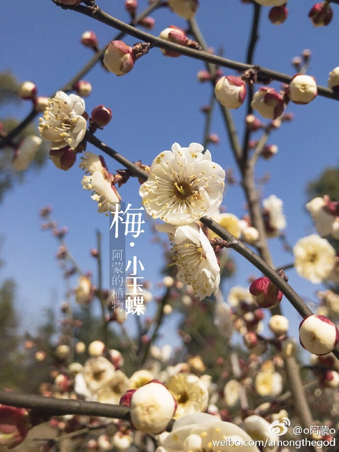 小玉蝶花朵较小，平均2.4厘米