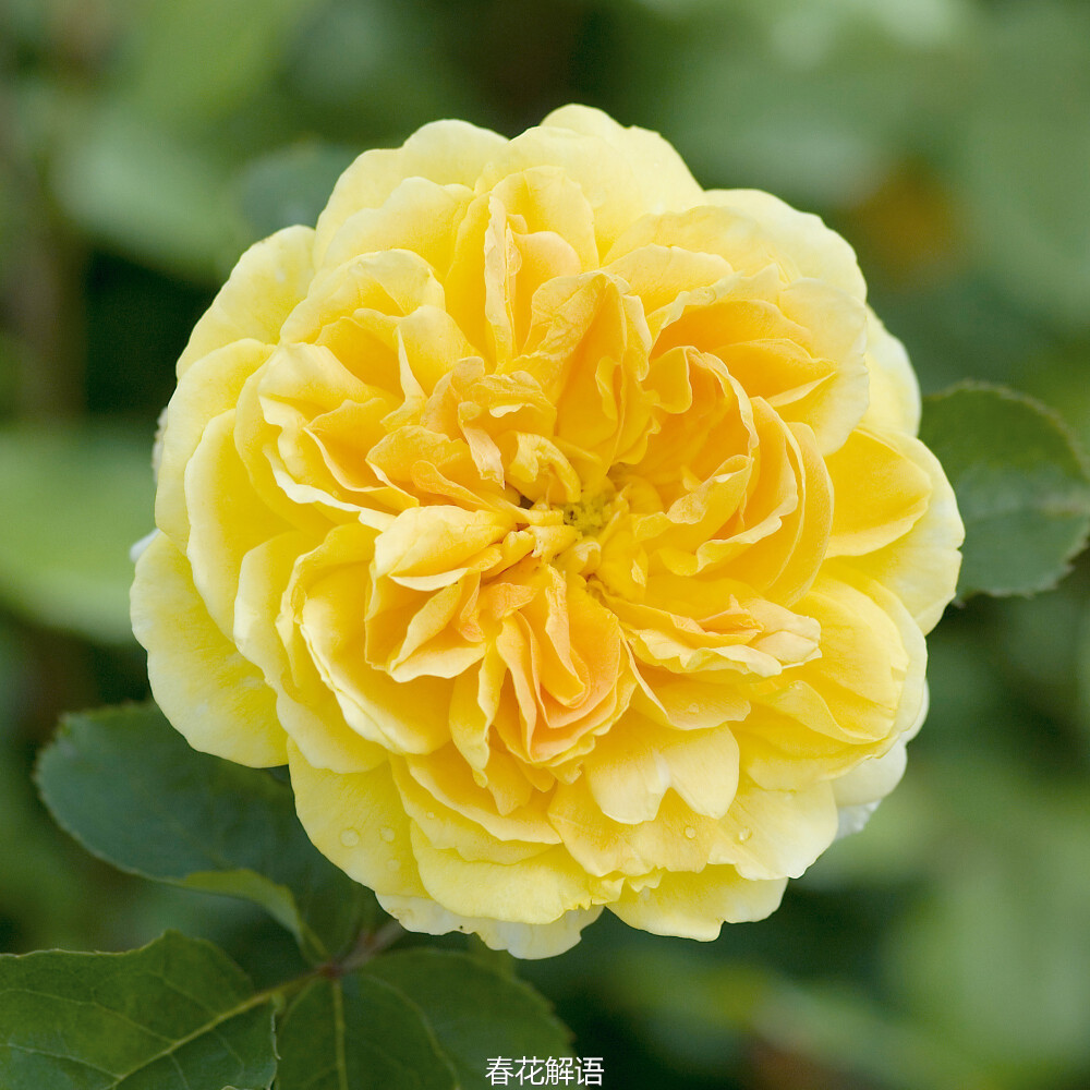 奥斯汀月季 莫林妞克斯 Molineux