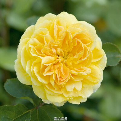 奥斯汀月季 莫林妞克斯 Molineux