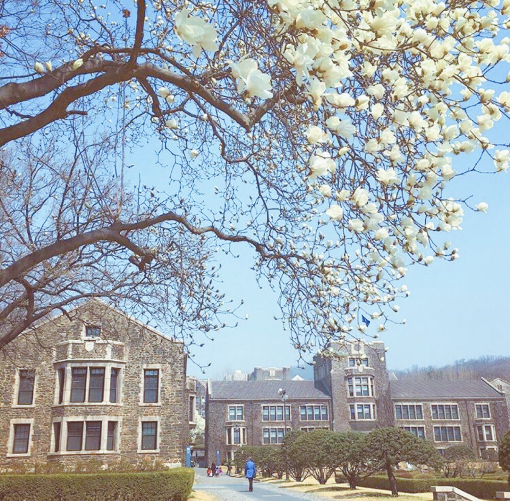 韩国 延世大学 春暖花开