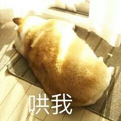 狗狗 表情包