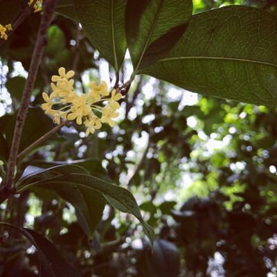 宿舍楼下的桂花