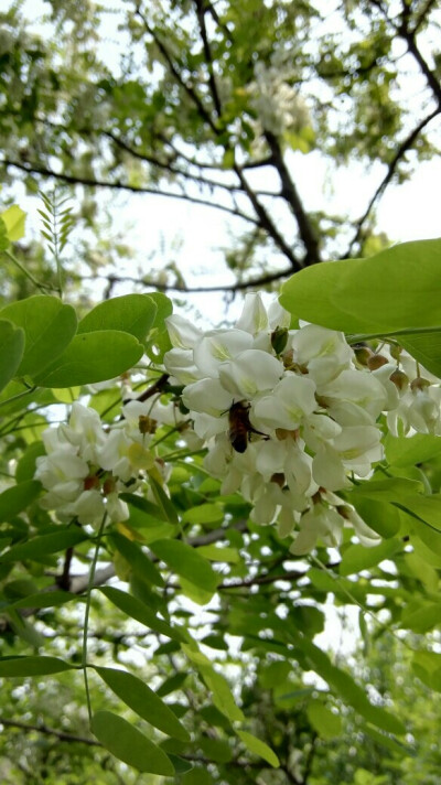 漫山的槐花香