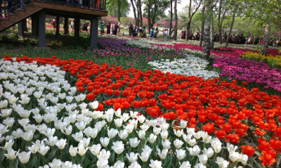 植物园郁金香节