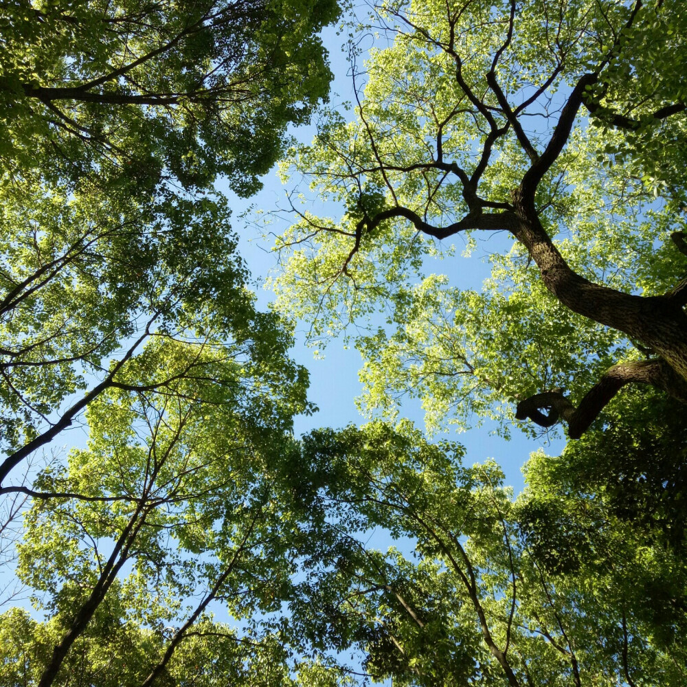 今日 晴空 绿树