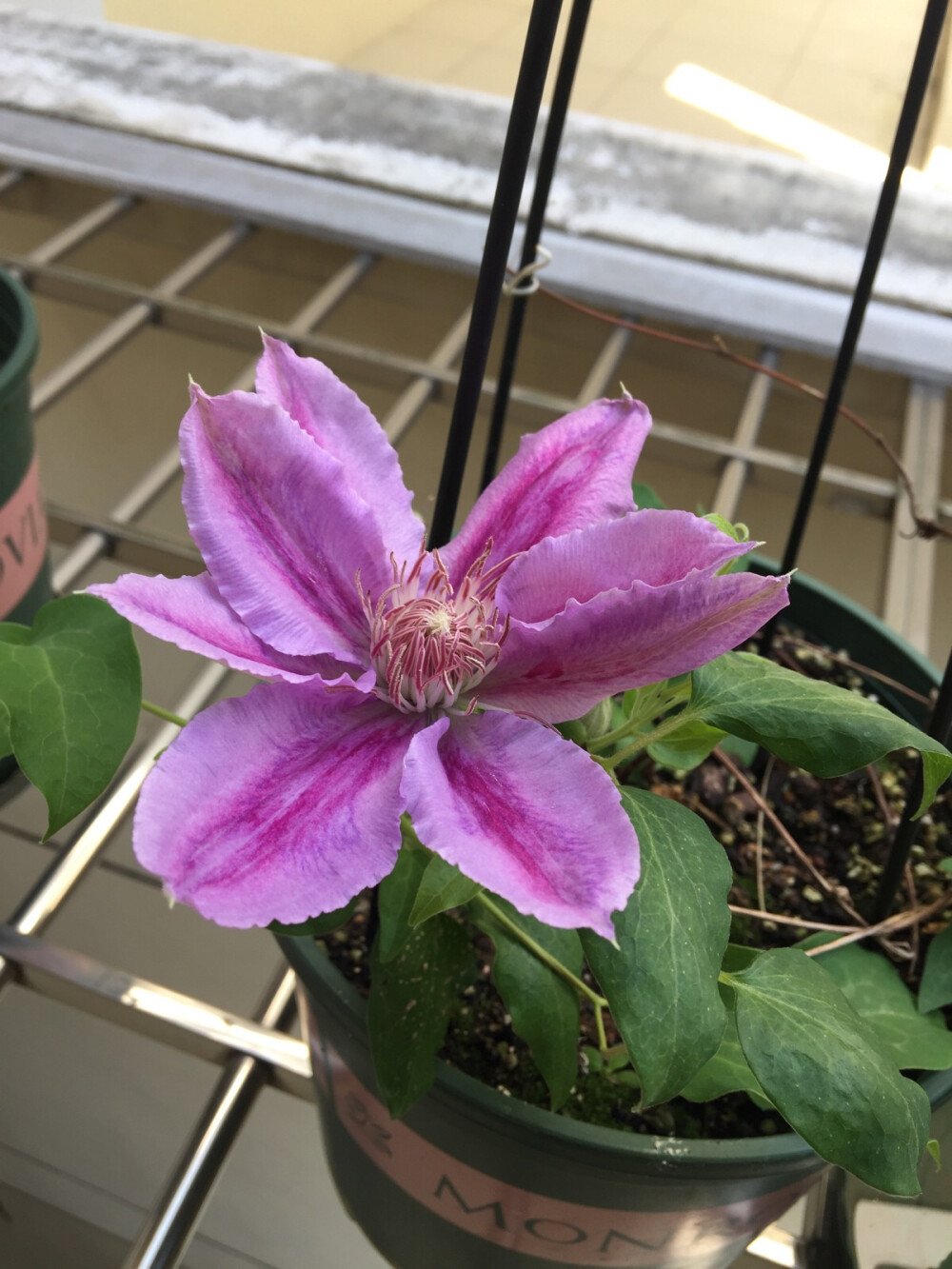 20170424铁线莲鲁佩尔博士初花