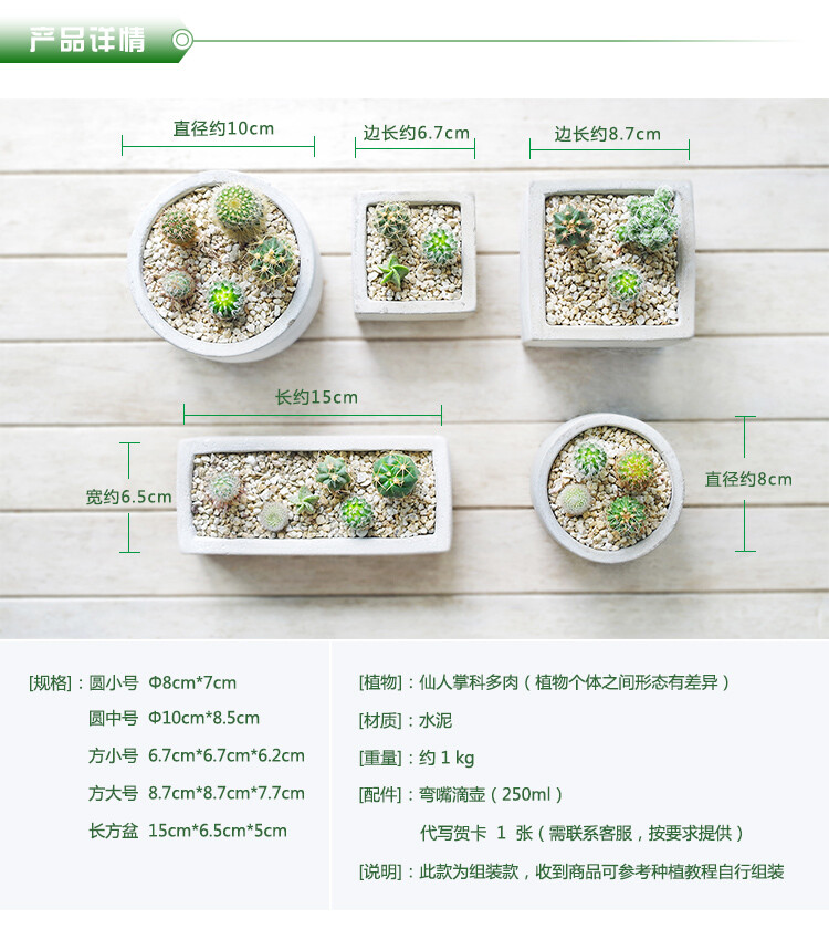 屿路 多肉植物仙人球掌盆栽 水泥花盆 办公室绿植花卉 满68元包邮