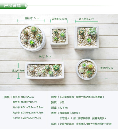 屿路 多肉植物仙人球掌盆栽 水泥花盆 办公室绿植花卉 满68元包邮