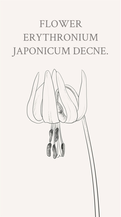 猪牙花在日本称为片栗，它的鳞茎含有淀粉，可以加工作成片栗粉（日本太白粉）。花语:嫉妒、忍耐寂寞