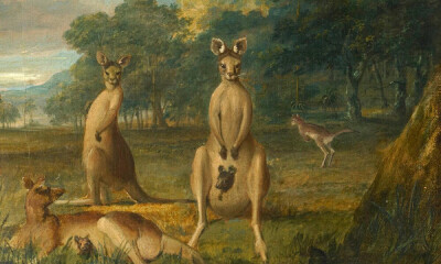 《袋鼠之一》，John Lewin，1800-1807年
伦敦亨特博物馆（Hunterian Museum）刚刚宣布，发现两幅最早期的澳大利亚油画，这两幅油画据推测完成于1807年前，创作者是英国画家 John Lewin，是目前已知最早绘于澳大利亚…