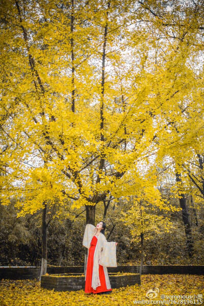 #银杏# 《杏秋》-碧云天，黄叶地，秋色连波，波上寒烟翠。 山映斜阳天接水，芳草无情，更在斜阳外。 出镜:@如是阁小思 摄影@_摩西君_ 和同行@南街壶娘 