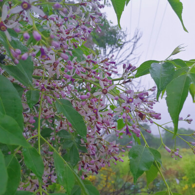 楝子花