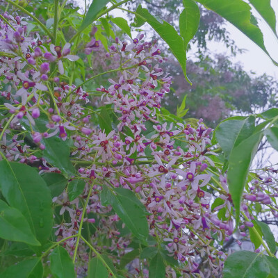 楝子花