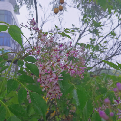 楝子花