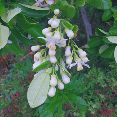 橘子花