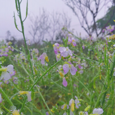 萝卜花