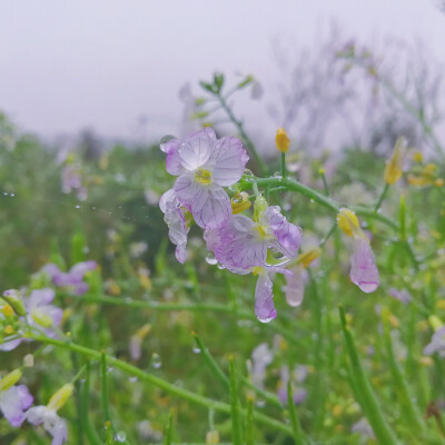 萝卜花