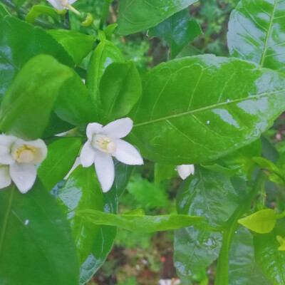 橘子花