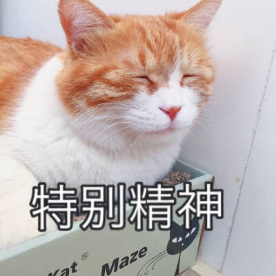 猫日 表情包