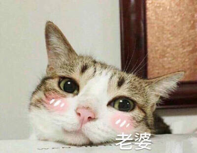 萌猫 表情包