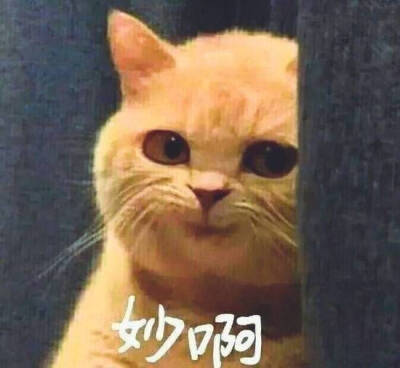 萌猫 表情包