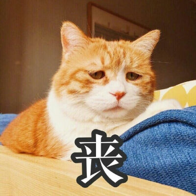 萌猫 猫日 表情包 