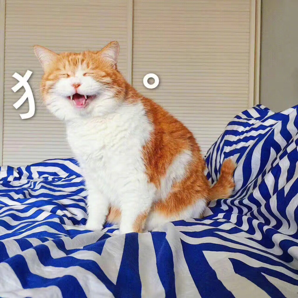 萌猫 表情包 猫日