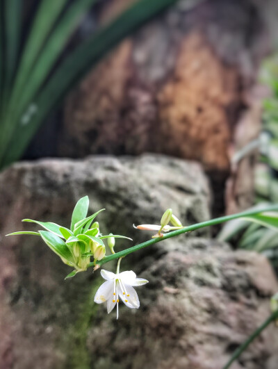 吊兰花开，小小的不起眼的，花期虽短，却不失傲气。