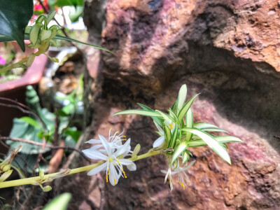 吊兰花开，小小的不起眼的，花期虽短，却不失傲气。