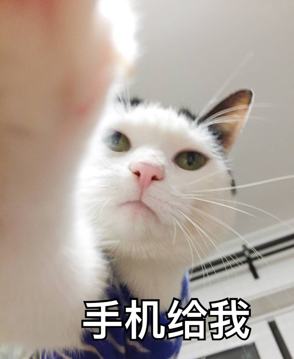 猫咪 手机交出来