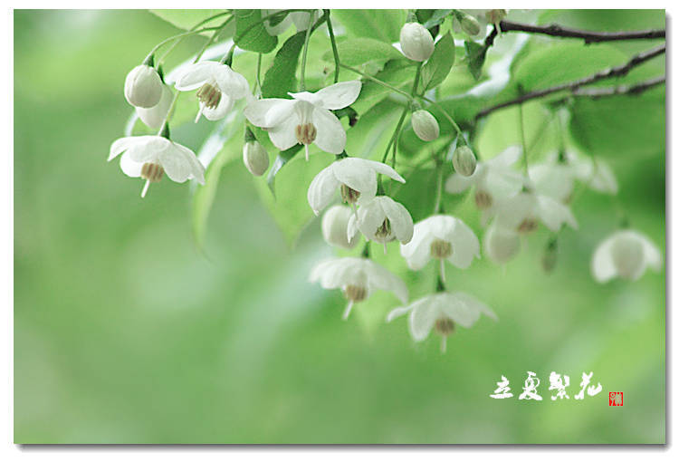 【 今日 · 立夏 】--- “ 立夏是农历二十四节气中的第7个节气，夏季的第一个节气，表示盛夏时节的正式开始，《月令七十二候集解》：“立夏，四月节。立字解见春。夏，假也。物至此时皆假大也。 ” ​​#中国书画诗词院