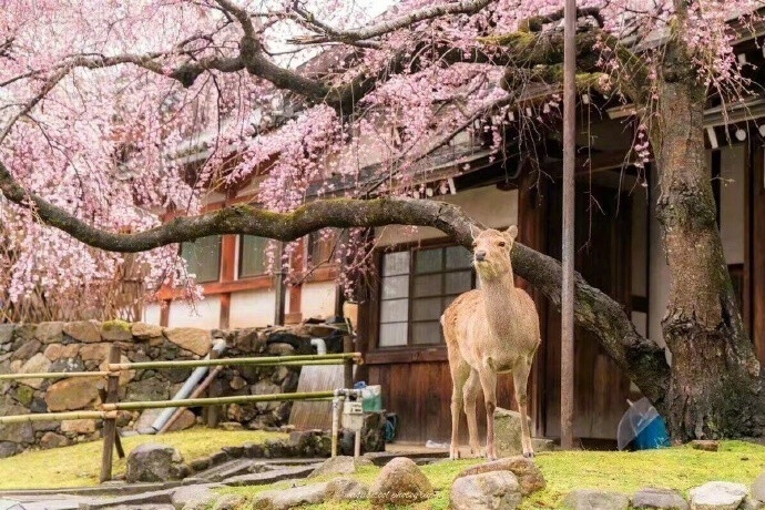 水鏡生櫻雪，旅人疾行歸。 ????