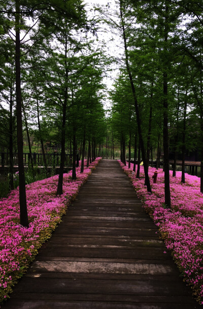 红花酢浆草花道