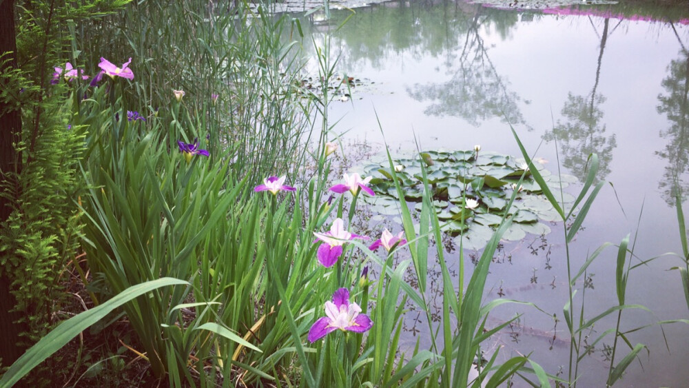 花菖蒲