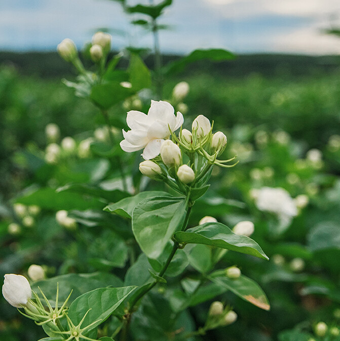 百分百天然材料制作润唇膏 润唇护唇防干裂