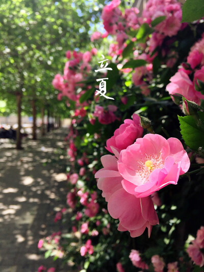 Spring in Wangjing