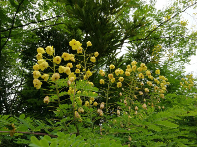 野花