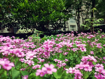 唯有三叶草の花不可辜负