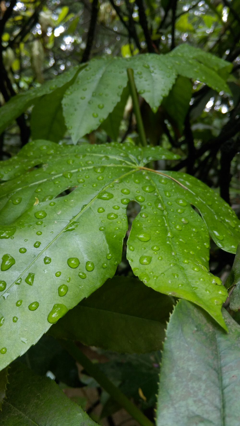 雨后青绿 摄影·赵宝 