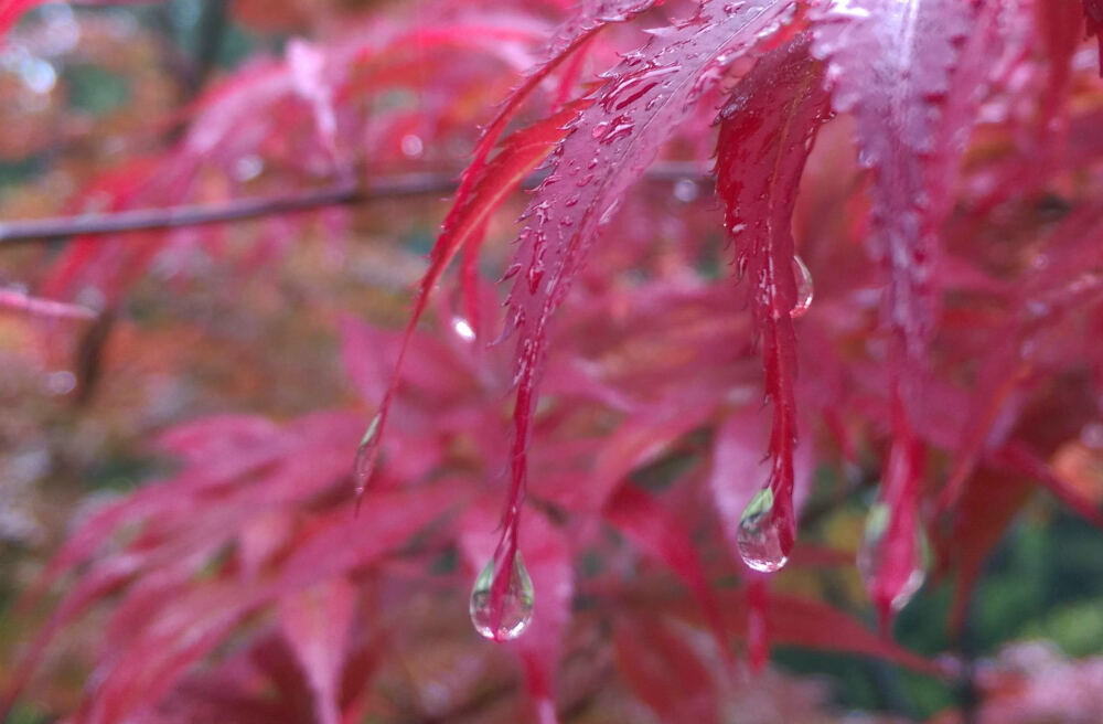 雨中 摄影·赵宝