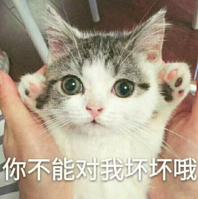 猫 可爱 你不能对我坏坏哦