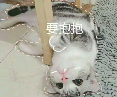 猫 可爱 要抱抱