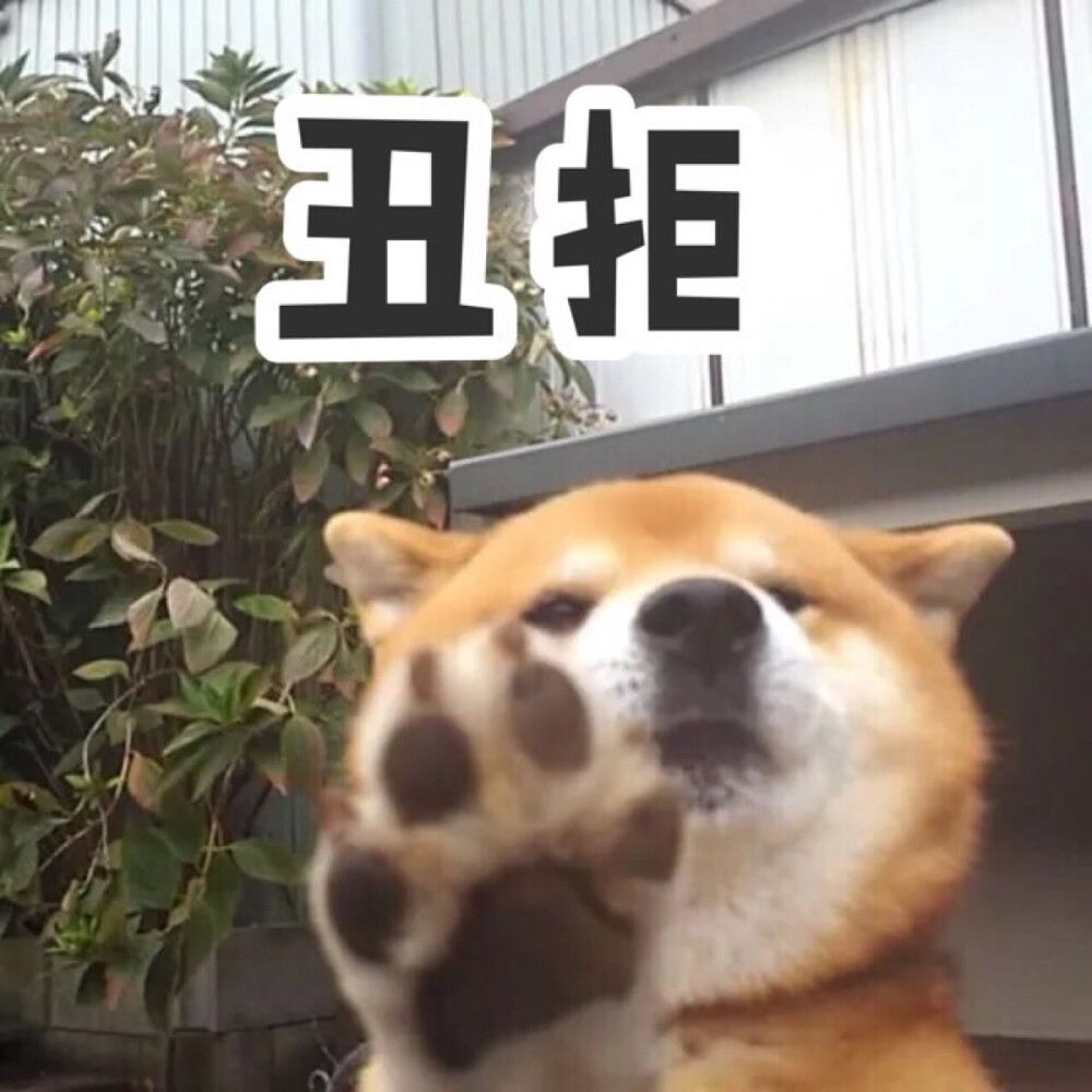 表情包 柴犬 可爱